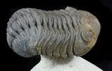 Morocops Trilobite On Pedastal of Limestone #56814-3